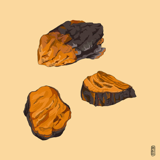 History, Uses and Benefits of Chaga Mushroom - Wunder Workshop