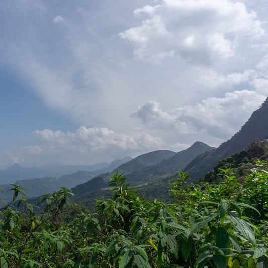 Sri Lanka Crisis Update - Wunder Workshop