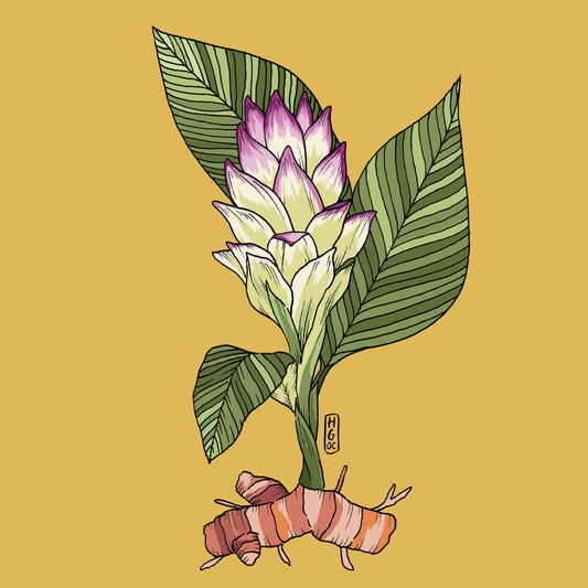 Turmeric: a botanical brain balm - Wunder Workshop
