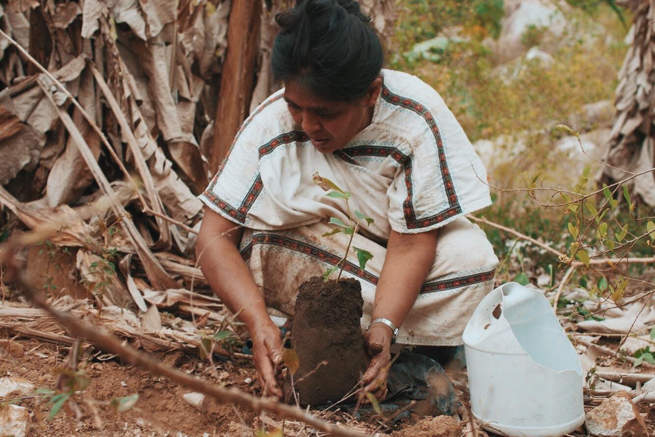 PLANT A TREE IN THE WUNDER FOREST - Wunder Workshop