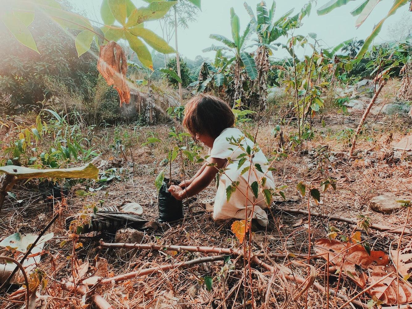 PLANT A TREE IN THE WUNDER FOREST - Wunder Workshop