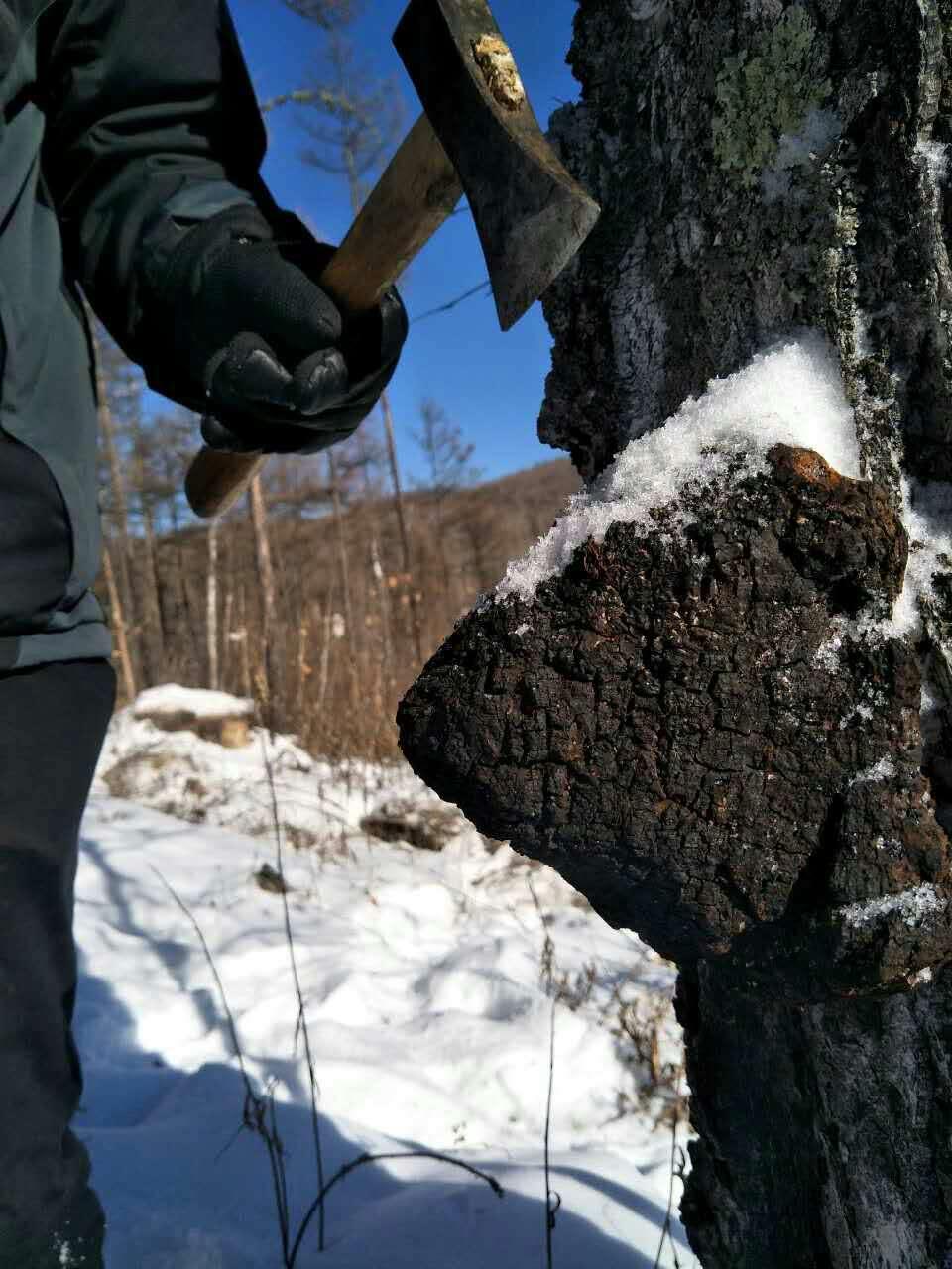 SUPERIOR CHAGA - Wild-Crafted, dual-extracted mushroom powder - Wunder Workshop