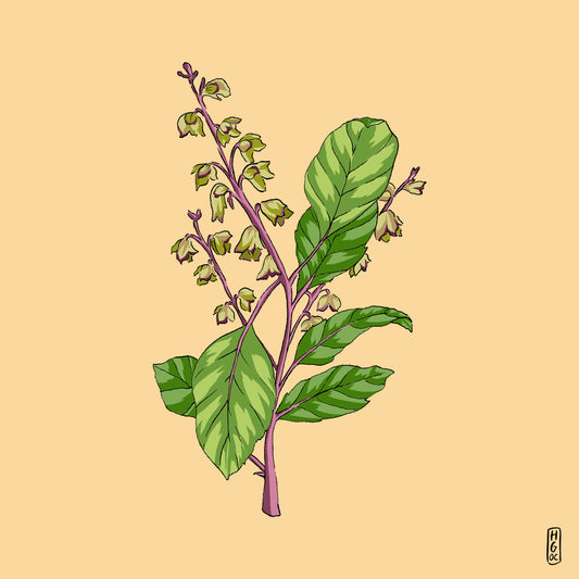 Tulsi: A herb to build resilience - Wunder Workshop