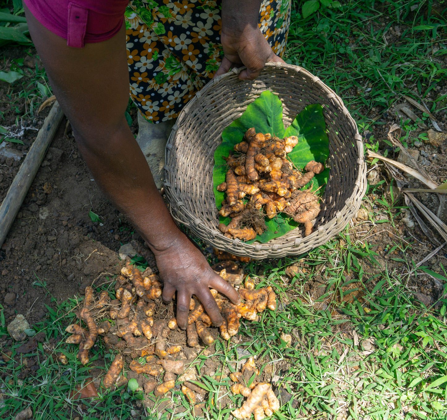 GOLDEN MYLK® Turmeric Latte